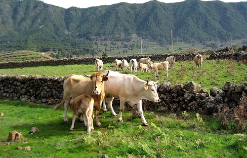 Espa�a plantear� a la Comisi�n Europea ampliar la vacunaci�n de...