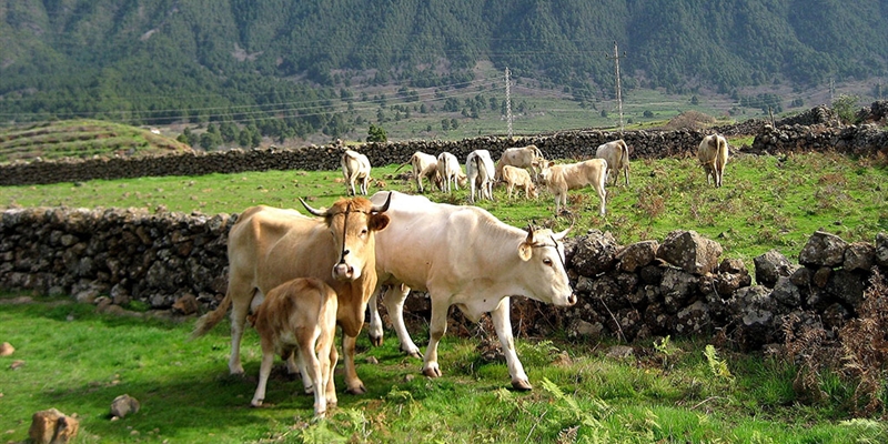 Espa�a plantear� a la Comisi�n Europea ampliar la vacunaci�n de dermatosis nodular contagiosa a nuevas zonas de Arag�n, Catalu�a y Navarra