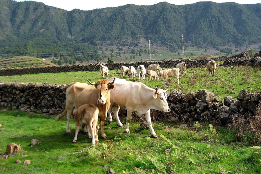 Espa�a plantear� a la Comisi�n Europea ampliar la vacunaci�n de...