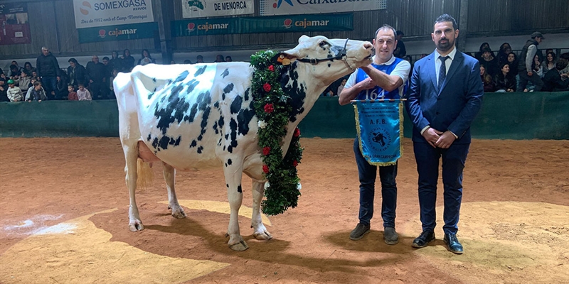 Binillubet Doberman Princesa (Binillobet), Vaca Gran Campeona de Menorca 2026