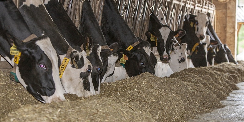 COAG asegura que la industria l�ctea lanza "nuevas amenazas" de bajar el precio en origen de la leche