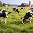 Arag�n indemnizar� con hasta 4.200 euros por animal sacrificado por dermatosis nodular