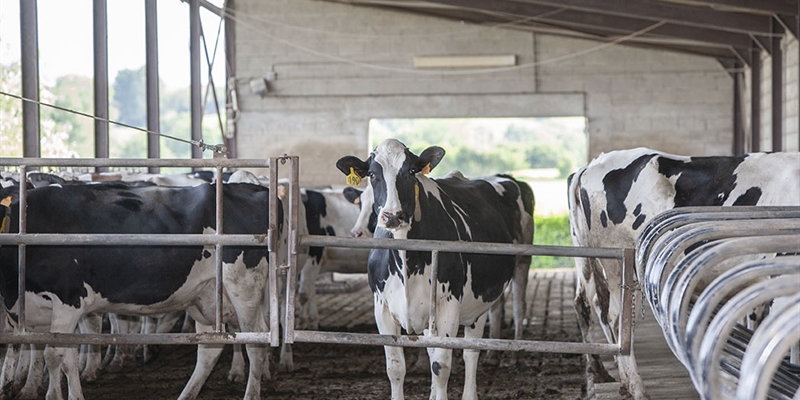 UGAM-COAG alerta de que la industria l�ctea busca recortar sin justificaci�n el precio de leche