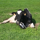 Decenas de ganaderos se concentran por "un precio justo" ante Leite R�o en Lugo