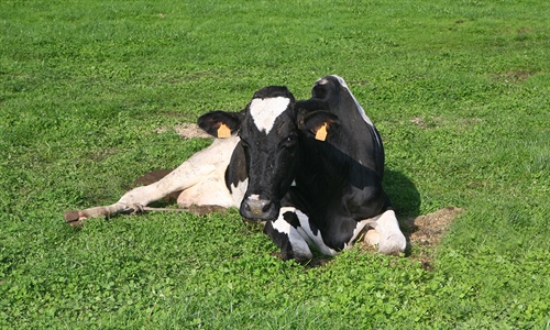 Decenas de ganaderos se concentran por "un precio justo" ante Leite R�o...