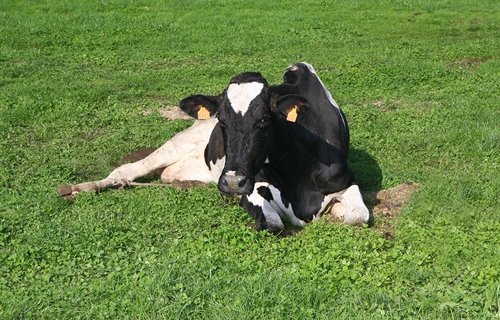 Decenas de ganaderos se concentran por "un precio justo" ante Leite R�o...