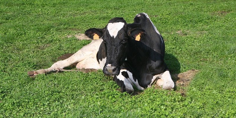 Decenas de ganaderos se concentran por "un precio justo" ante Leite R�o en Lugo