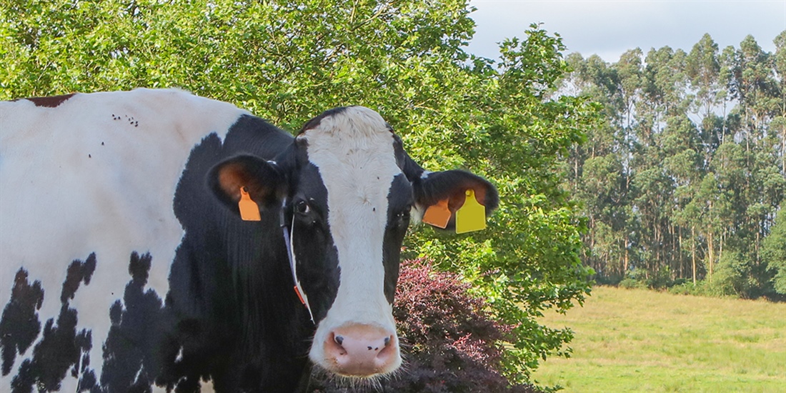 Ganaderos claman en Oviedo por la supervivencia del sector l�cteo asturiano