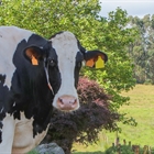Ganaderos claman en Oviedo por la supervivencia del sector l�cteo asturiano