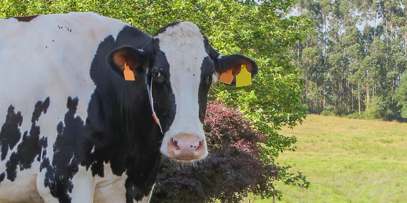 Ganaderos claman en Oviedo por la supervivencia del sector l�cteo asturiano