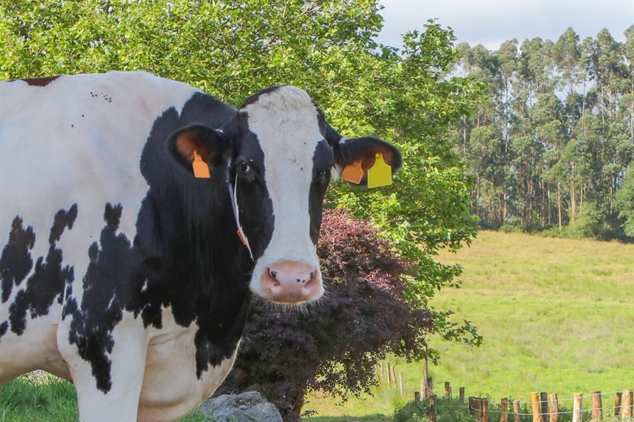 Ganaderos claman en Oviedo por la supervivencia del sector l�cteo asturiano