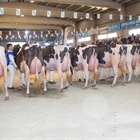 O_Rubio King Doc Barni (O Rubio) y JBToullec Mir Roxo P (A Vereda), campeonas de los concursos de raza frisona de FEFRIGA y Moexmu 2026