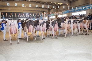 O_Rubio King Doc Barni (O Rubio) y JBToullec Mir Roxo P (A Vereda), campeonas de los concursos de raza frisona de FEFRIGA y Moexmu 2026