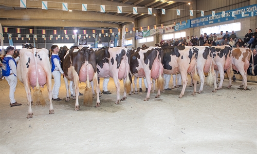 O_Rubio King Doc Barni (O Rubio) y JBToullec Mir Roxo P (A Vereda),...