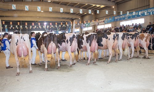 O_Rubio King Doc Barni (O Rubio) y JBToullec Mir Roxo P (A Vereda),...