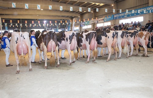 O_Rubio King Doc Barni (O Rubio) y JBToullec Mir Roxo P (A Vereda),...