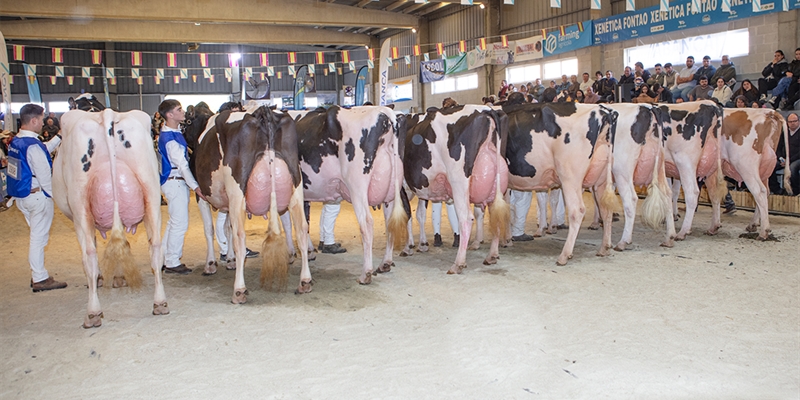O_Rubio King Doc Barni (O Rubio) y JBToullec Mir Roxo P (A Vereda), campeonas de los concursos de raza frisona de FEFRIGA y Moexmu 2026