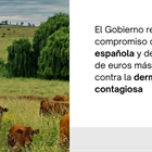 El Gobierno destina otro mill�n de euros para la compra de vacunas contra la dermatosis nodular contagiosa