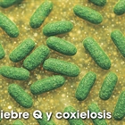 Fiebre Q y coxielosis