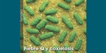Fiebre Q y coxielosis