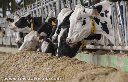 El Gobierno defiende su control del sector l�cteo y cifra en 87 las...