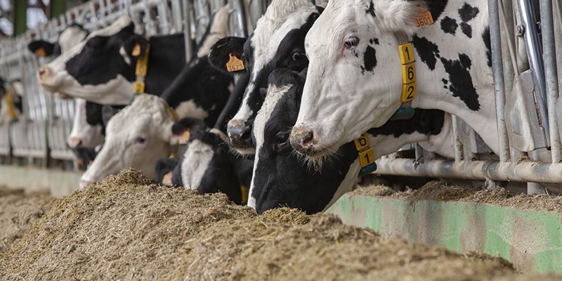 El Gobierno defiende su control del sector l�cteo y cifra en 87 las infracciones en 2025