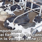 Importancia del tiempo de descanso en la vaca de leche (1)