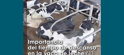 Importancia del tiempo de descanso en la vaca de leche (1)