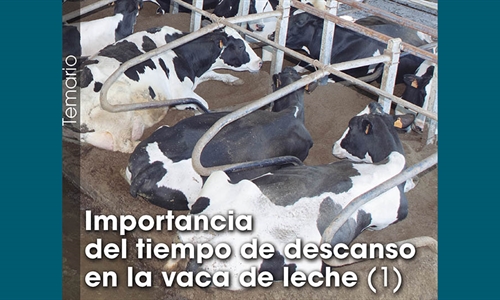 Importancia del tiempo de descanso en la vaca de leche (1)