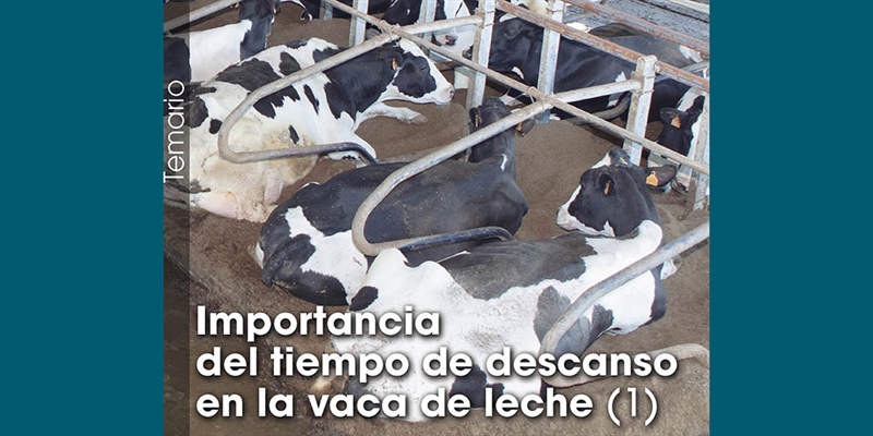 Importancia del tiempo de descanso en la vaca de leche (1)