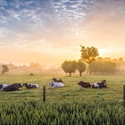 Elanco Animal Health completa la adquisici�n de AHV International en el �mbito de la salud animal