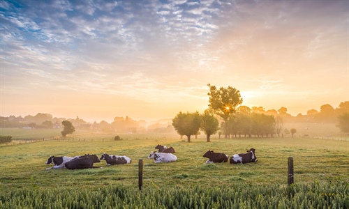 Elanco Animal Health completa la adquisici�n de AHV International en el...