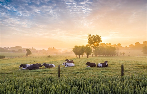 Elanco Animal Health completa la adquisici�n de AHV International en el...
