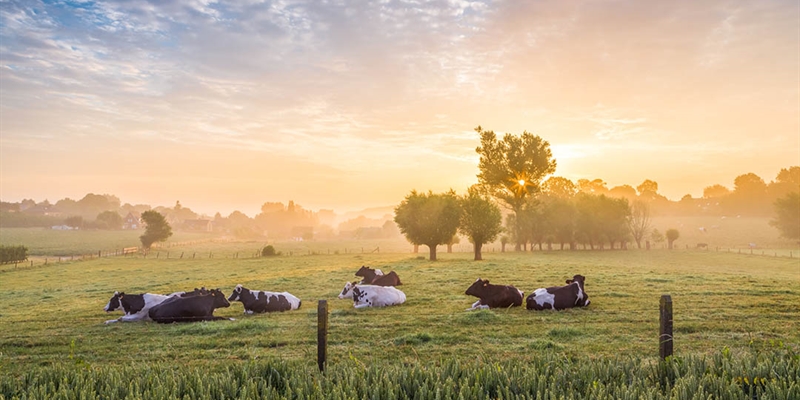 Elanco Animal Health completa la adquisici�n de AHV International en el �mbito de la salud animal