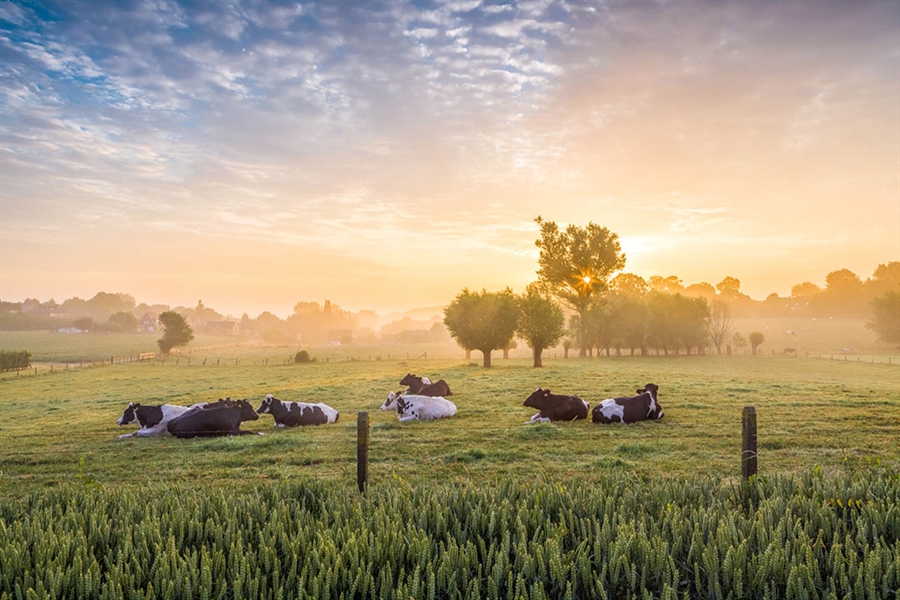 Elanco Animal Health completa la adquisici�n de AHV International en el...