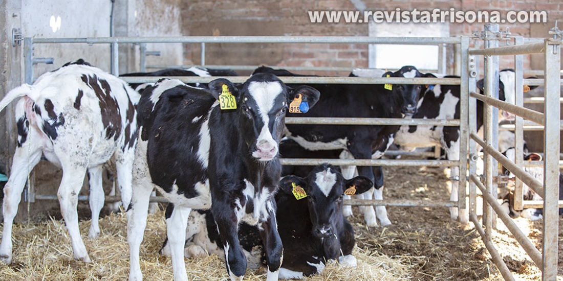 Las vacas pueden reconocer un rostro humano familiar, seg�n una...