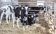 Las vacas pueden reconocer un rostro humano familiar, seg�n una investigaci�n francesa publicada en la revista cient�fica Plos One