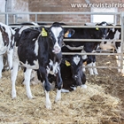 Las vacas pueden reconocer un rostro humano familiar, seg�n una investigaci�n francesa publicada en la revista cient�fica Plos One