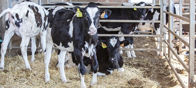 Las vacas pueden reconocer un rostro humano familiar, seg�n una investigaci�n francesa publicada en la revista cient�fica Plos One
