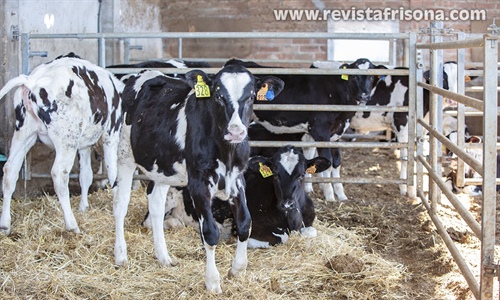 Las vacas pueden reconocer un rostro humano familiar, seg�n una...