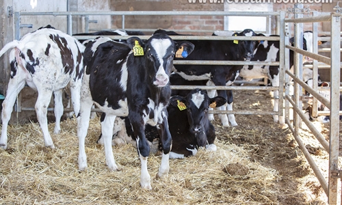 Las vacas pueden reconocer un rostro humano familiar, seg�n una...