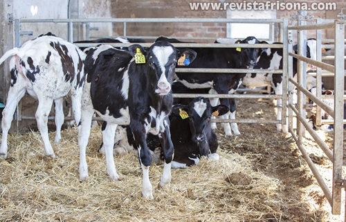 Las vacas pueden reconocer un rostro humano familiar, seg�n una...