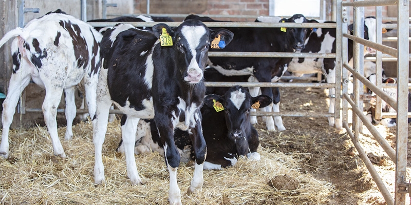 Las vacas pueden reconocer un rostro humano familiar, seg�n una investigaci�n francesa publicada en la revista cient�fica Plos One