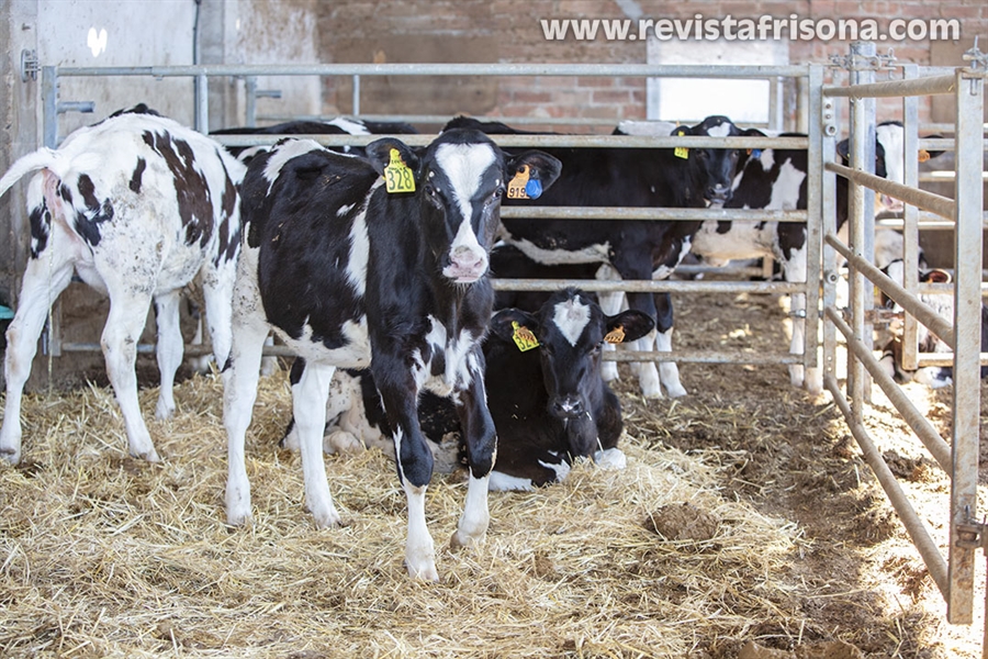 Las vacas pueden reconocer un rostro humano familiar, seg�n una...