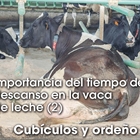 Importancia del tiempo de descanso en la vaca de leche (2): Cub�culos y orde�o