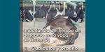 Importancia del tiempo de descanso en la vaca de leche (2): Cub�culos y orde�o