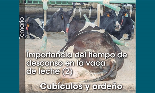 Importancia del tiempo de descanso en la vaca de leche (2): Cub�culos y...