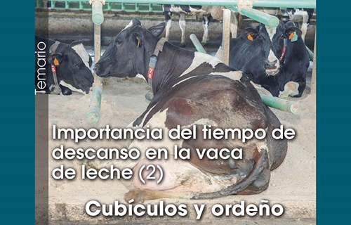 Importancia del tiempo de descanso en la vaca de leche (2): Cub�culos y...