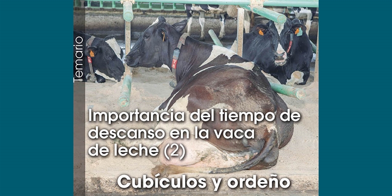 Importancia del tiempo de descanso en la vaca de leche (2): Cub�culos y orde�o