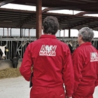 Nanta reduce un 73% el uso de antibi�ticos en pienso medicado para bovino